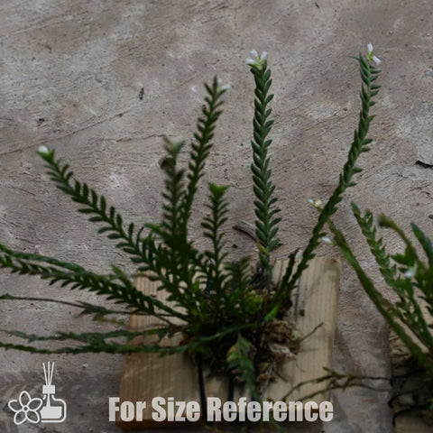 [Bare-root] Appendicula buxifolia [May Preorder 26]