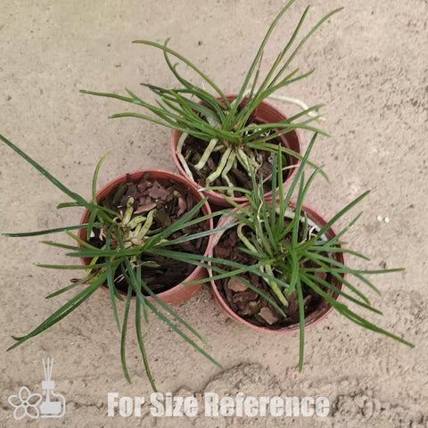 [Bare-root] Holc flavescens [2.4 BS][Jun in stock]