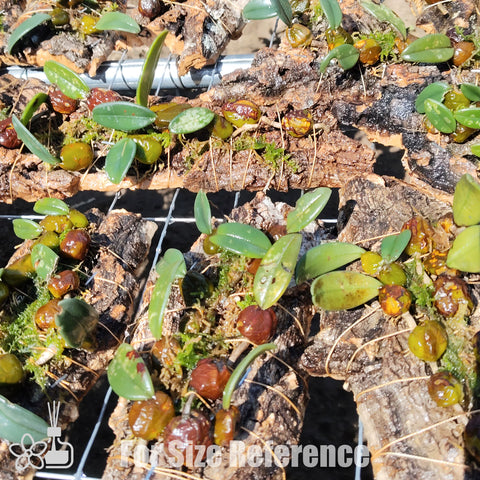 [Bare-root] Bulb.bootanoides 小紅鞋石豆 [May Preorder 26]