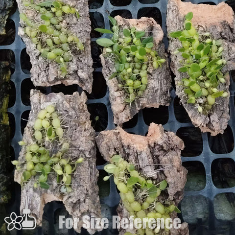 [Bare-root] Bulb. didymotripis 孟海石豆蘭 [May Preorder 26]