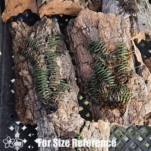 [Bare-root] Schoenorchis scolopendria 蜈蚣匙唇蘭 [May Preorder 26]