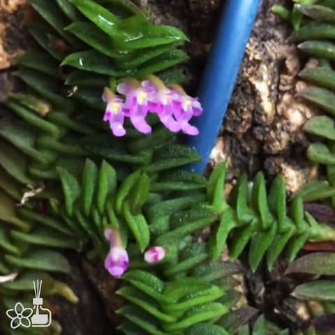 [Bare-root] Schoenorchis scolopendria 蜈蚣匙唇蘭 [May Preorder 26]