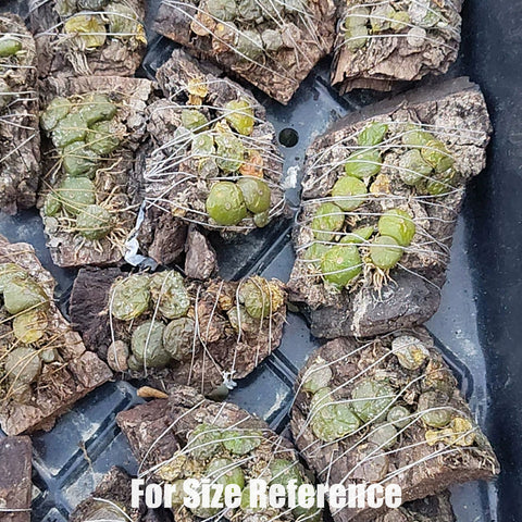 [Bare-root] Bulb. ayuthayense 林棲石豆蘭 [May Preorder 26]