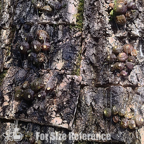 [Bare-root] Bulb. muscarirubrum [May Preorder 26]