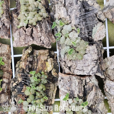 [Bare-root] Porpax ustulata [May Preorder 26]