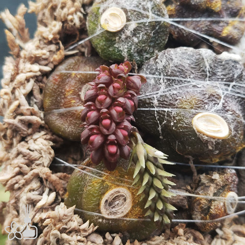 [Bare-root] Bulb. muscarirubrum [May Preorder 26]