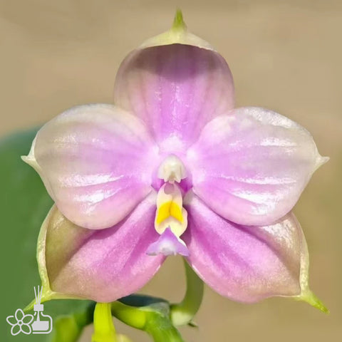 [Bare-root] Phal. (Yungho Gelb Canary xbellina) x BT Green Jade 胭脂雪 [May Preorder 26]
