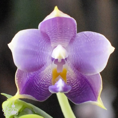 [Bare-root] Phal. Mituo Purple Dragon '277' 紫龍277  [May Preorder 26]