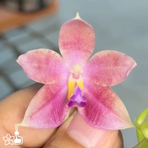 [Bare-root] Phal. Sakura Candy 櫻花糖 [May Preorder 26]