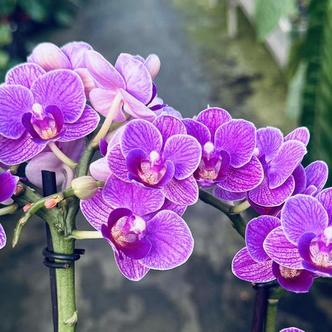 [Bare-root] Phal. Violet Queen  [May Preorder 26]