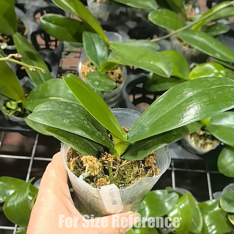 [Bare-root] Phal. Green Pixie (Peloric) [May Preorder 26]