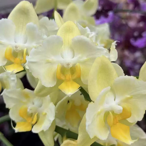[Bare-root] Phal. Green Pixie (Peloric) [May Preorder 26]