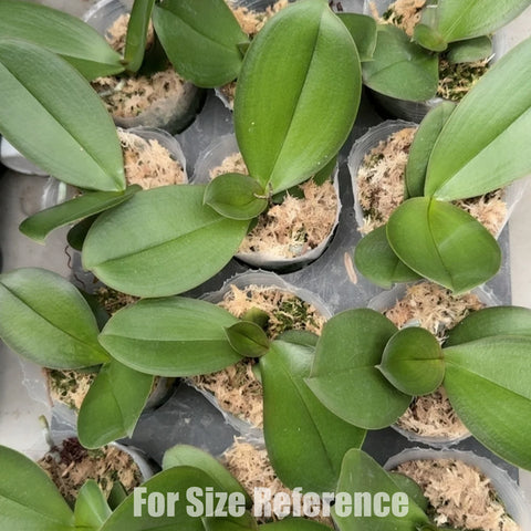 [Bare-root] Phal. Younger Heart  [May Preorder 26]