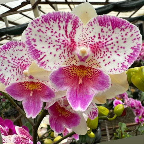 [Bare-root] Phal. Younger Heart  [May Preorder 26]
