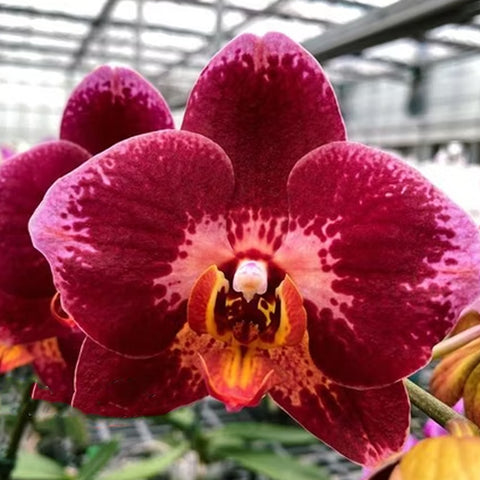 [Bare-root] Phal. OX Van Gogh [May Preorder 26]