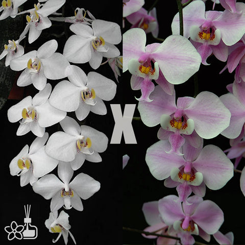 蝴蝶蘭– Orchidmart
