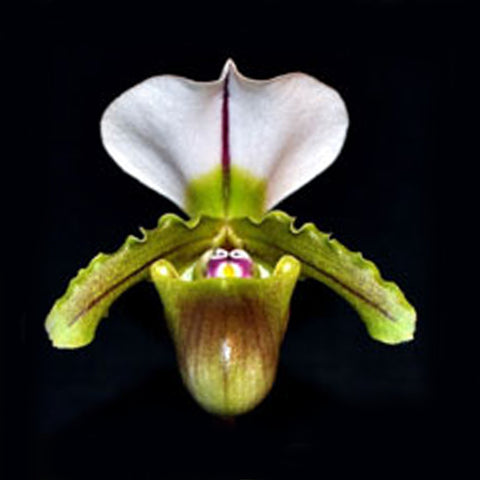 [Bare-root] Paph.YY Jumping Frog 跳跳蛙 [2.5" NBS][May in stock]