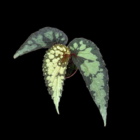 [Bare-root] Begonia Lucifer  [1.7" Seedling] [Jun Green 26]