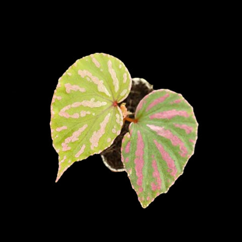 [Bare-root]  Begonia Sp. Cream Pink Vein [1.7" Seedling] [Jun Green 26]