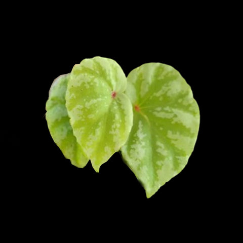 Jun Green 26-Utricularia& Begonia etc (Coming Soon) – Orchidmart