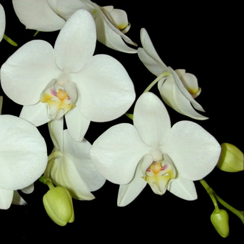 [Bare-root][Import AS-IS] Phal. aphrodite ’formosana‘ variegated 阿婆葉藝 [1.7" NBS][Jun Preorder 26]