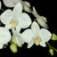 [Bare-root][Import AS-IS] Phal. aphrodite ’formosana‘ variegated 阿婆葉藝 [1.7" NBS][Jun Preorder 26]