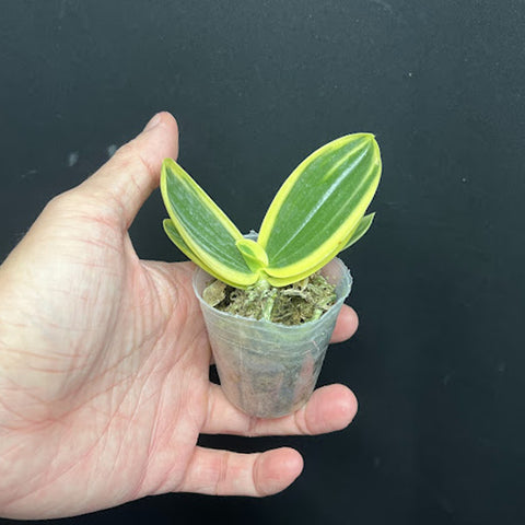 [Bare-root][Import AS-IS] Phal. aphrodite ’formosana‘ variegated 阿婆葉藝 [1.7" NBS][Jun Preorder 26]