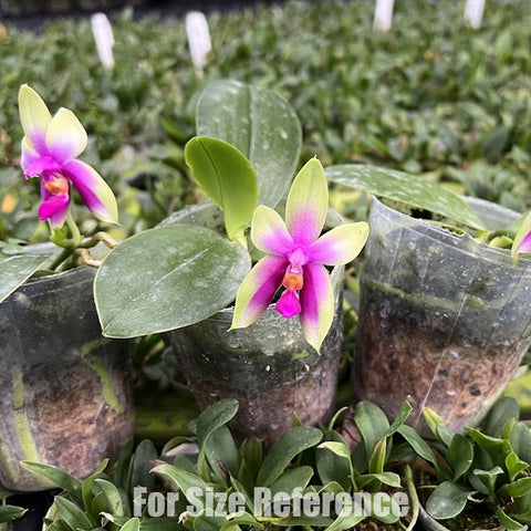 [Bare-root][Import AS-IS] Phal. bellina x sib (fire type) 火字貝利那 [2.4" BS][Jun Preorder 26]