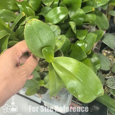 [Bare-root][Import AS-IS] Phal. Grapefruit Pudding 西柚布丁 [2.4" BS][Jun Preorder 26]