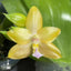[Bare-root][Import AS-IS] Phal. Grapefruit Pudding 西柚布丁 [2.4" BS][Jun Preorder 26]
