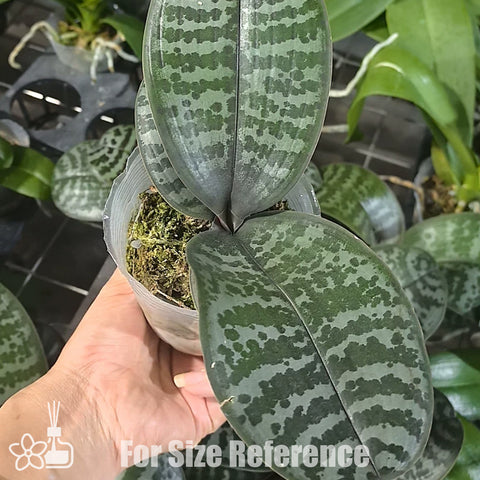 [Bare-root][Import AS-IS] Phal. schilleriana "MSH" 圓葉西雷利 “MSH” [2.4" BS][Jun Preorder 26]