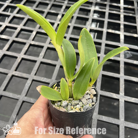 [Bare-root][Import AS-IS] C. schilleriana coerulea x C. quadricolor coerulea   [2.5" BS][Jun Preorder 26] (Copy)