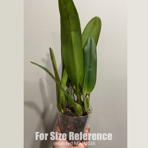 [Bare-root] #Cattleya Alliance# Rlc. George King ‘Serendipity’AM/AOS 喬治國王 [3" BS][Jun in stock]