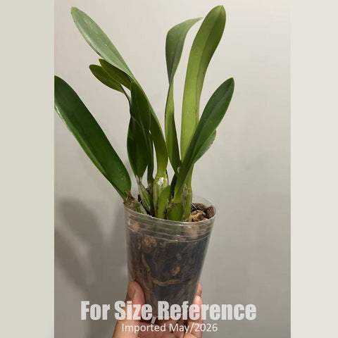 [Bare-root] #Cattleya Alliance# C. schroederae ‘Moon Light' 舒羅月光  [3" BS][Jun in stock]