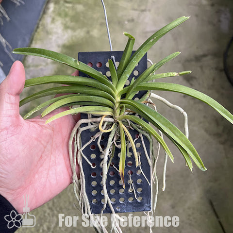[Bare-root][Import AS-IS] Rhynchostylis coelestis [2.4" BS][Jun Preorder 26]