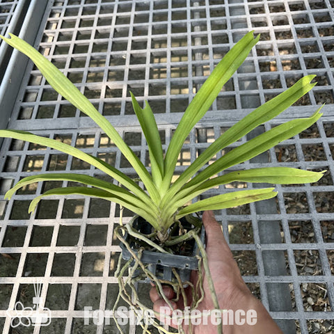 [Bare-root][Import AS-IS] Rhynchostylis retusa [2.4" BS][Jun Preorder 26]