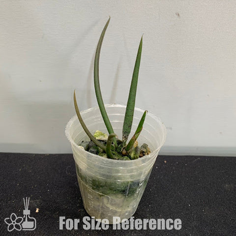 [Bare-root][Import AS-IS] Trichocentrum jonesianum [1.7" NBS][Jun Preorder 26]