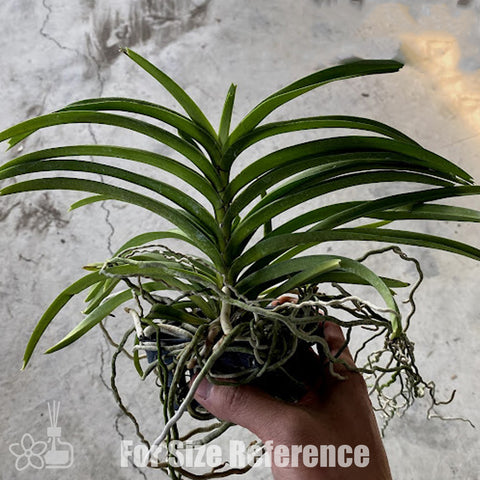 [Bare-root][Import AS-IS] Vanda tessellata [2.4" BS][Jun Preorder 26]
