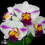 [Bare-root][Import AS-IS] Rhyncholaeliocattleya Mao-Shan Fuji 茂山富士 [2.5" BS][Jun Preorder 26]