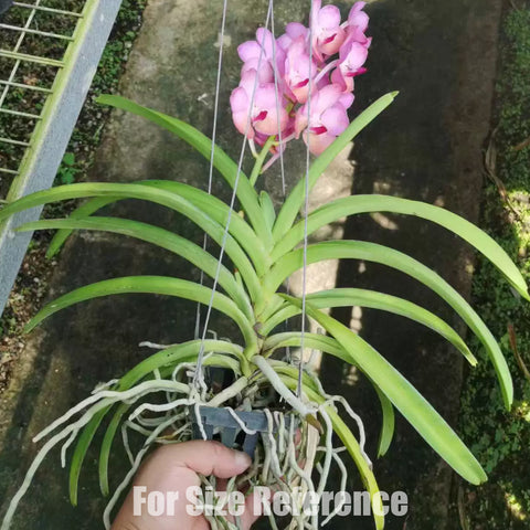 [Bare-root][Import AS-IS] V.Chang Hwee Nee Pink [3" BS][Jun Preorder 26]