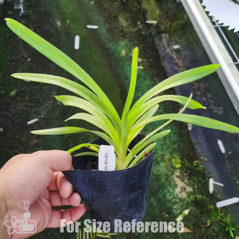 [Bare-root][Import AS-IS] Vanda lombokensis [3" NBS][Jun Preorder 26]