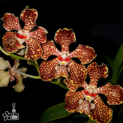 [Bare-root][Import AS-IS] Vanda lombokensis [3" NBS][Jun Preorder 26]