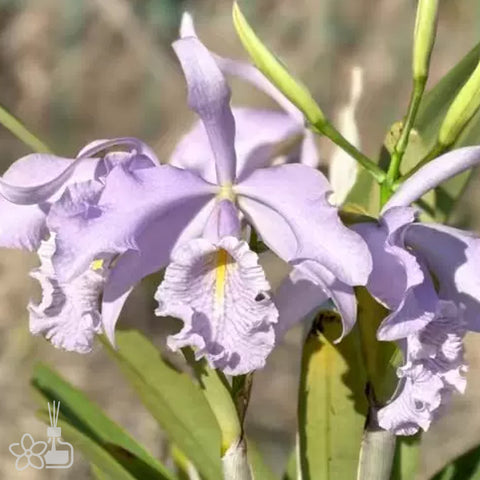 [Bare-root][Import AS-IS] C.maxima var. coerulea 'Royal Blue' [2.5" BS][Jun Preorder 26]