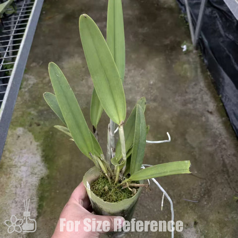 [Bare-root][Import AS-IS] C.maxima var. coerulea 'Royal Blue' [2.5" BS][Jun Preorder 26]