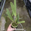 [Bare-root][Import AS-IS] C.maxima var. coerulea 'Royal Blue' [2.5" BS][Jun Preorder 26]