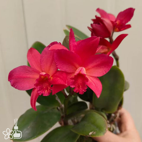 [Bare-root] #Mini Cat# C.(milleri x Aloha Case)'Mars' 火星 [2.5" BS][Jun in stock]