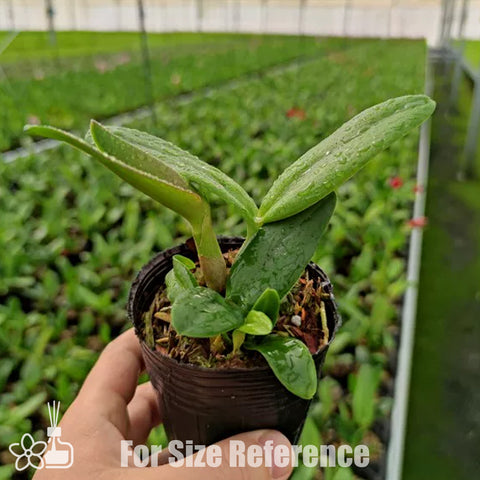 [Bare-root] #Mini Cat# Sc. Seagulls Beaulugueen 'CT-Hui Ya' 蕙雅 [2.5" BS][Jun in stock]