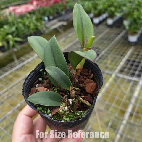 [Bare-root] #Mini Cat# Pot. CT Goldenorange ‘Golden Boy’. 金童 [2.5" BS][Jun in stock]