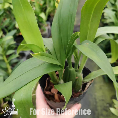 [Bare-root] Onc. Nanboh Waltz ‘Boso Sweet' [2.4" BS][Jun in stock]
