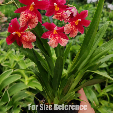 [Bare-root] Burrageara Nelly Isler 'Swiss Beauty' 紅内莉[2.5" BS][Jun in stock]